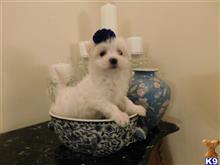 maltese puppy posted by Elegant Babies